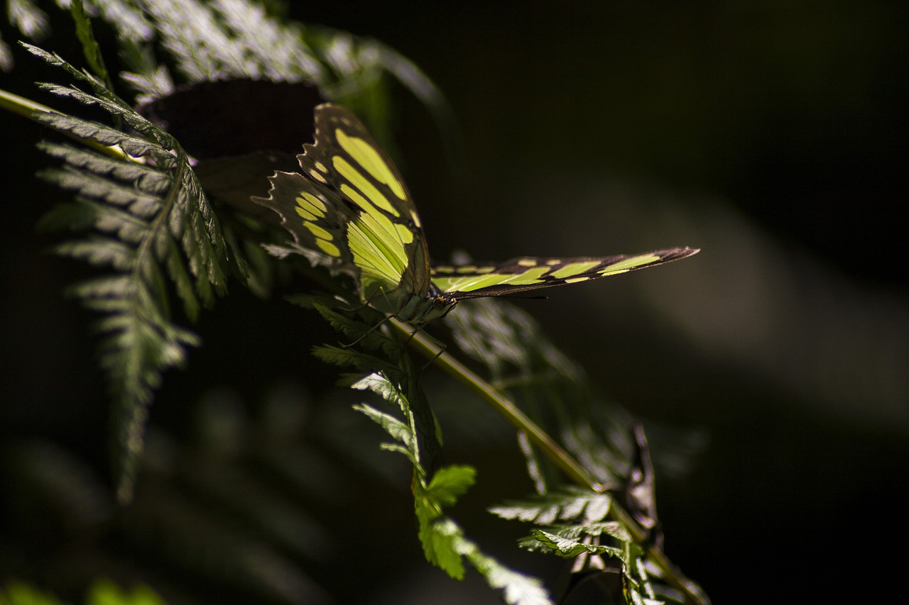 butterfly, jungle, missions-4301168.jpg